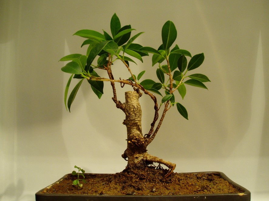 Ficus retusa