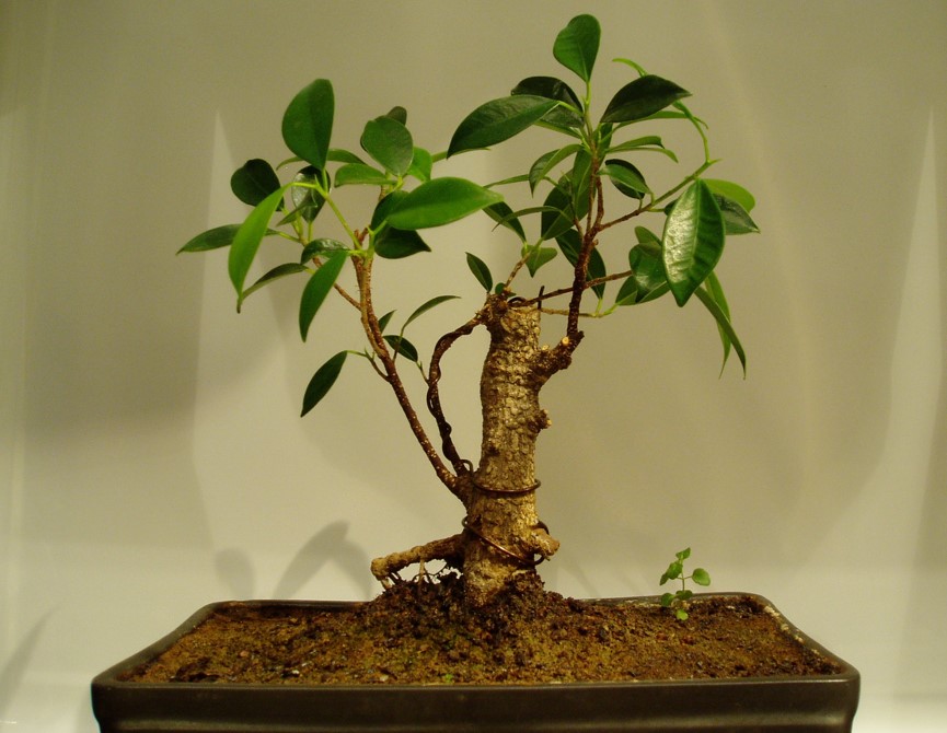 Ficus retusa