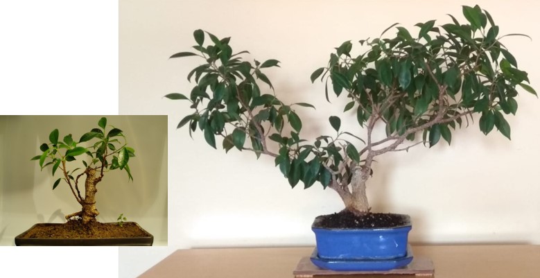 Ficus