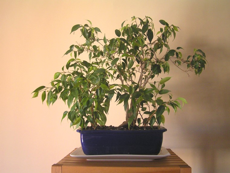 Ficus benjamina