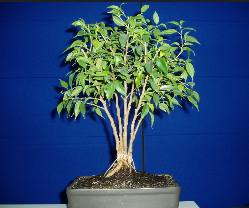 Ficus benjamina