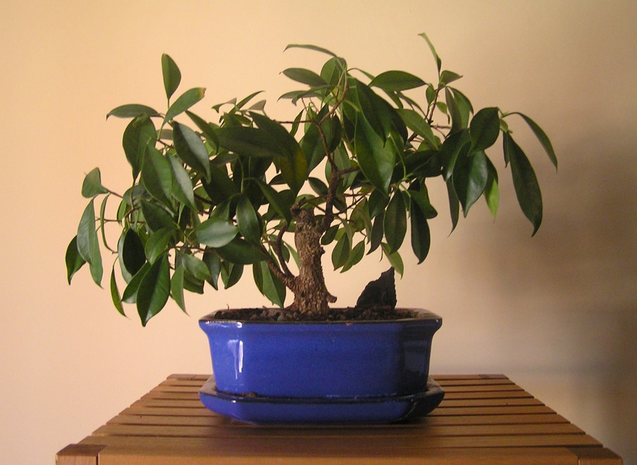 Ficus retusa