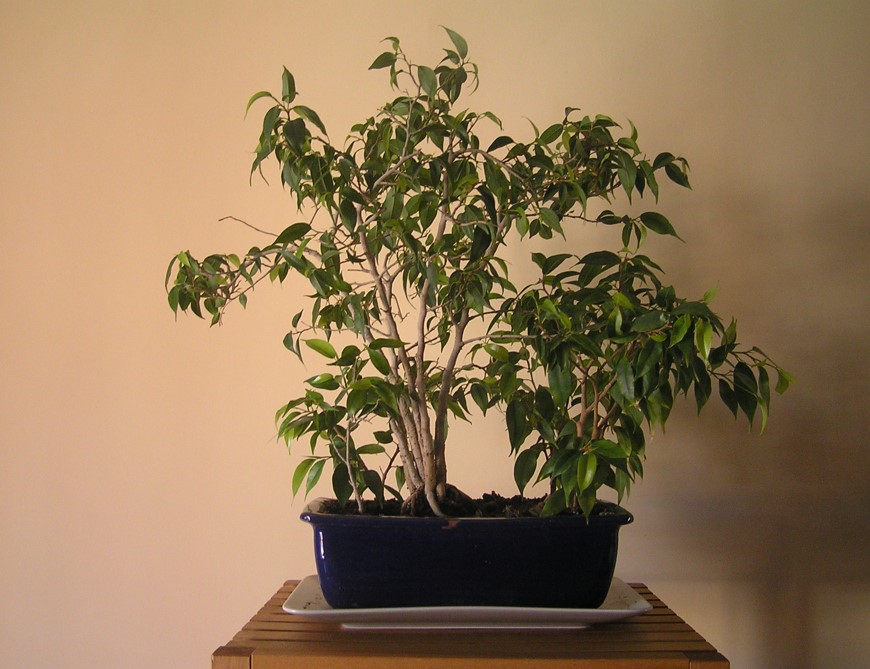 Ficus benjamina